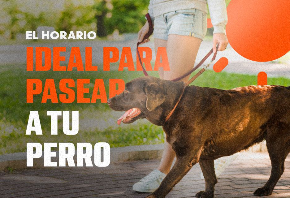 El horario ideal para pasear a tu perro